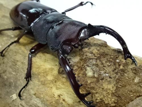 くわかぶプラネット / フォルスターフタマタクワガタ(原名亜種)ペア