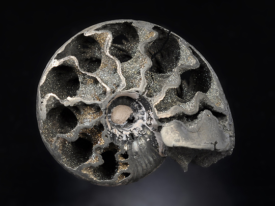 黄鉄鉱化したアンモナイト Pyritized Ammonite 鉱物たちの庭