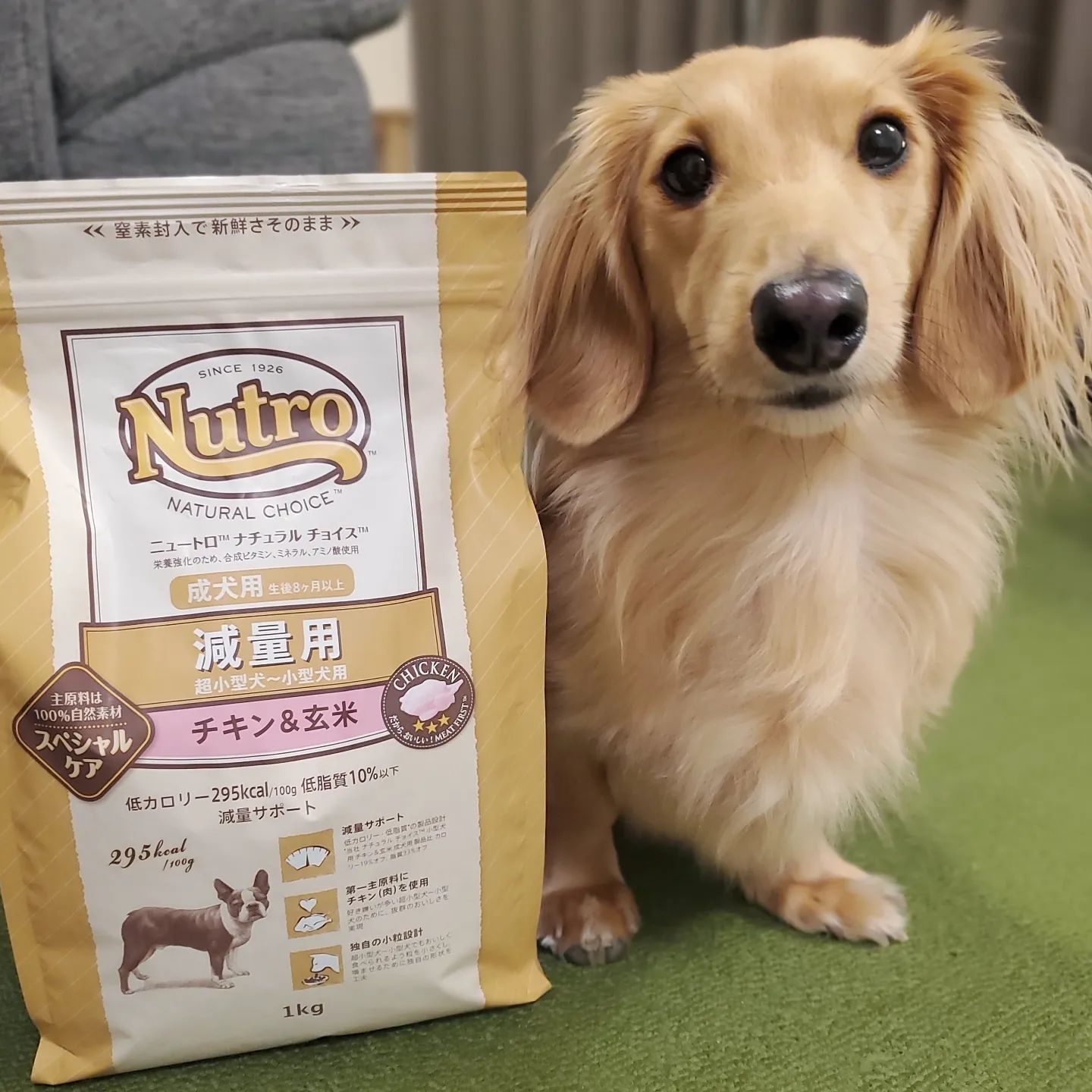 ナチュラルチョイス ラム玄米 子犬用 ドッグフード Nutro 子犬用