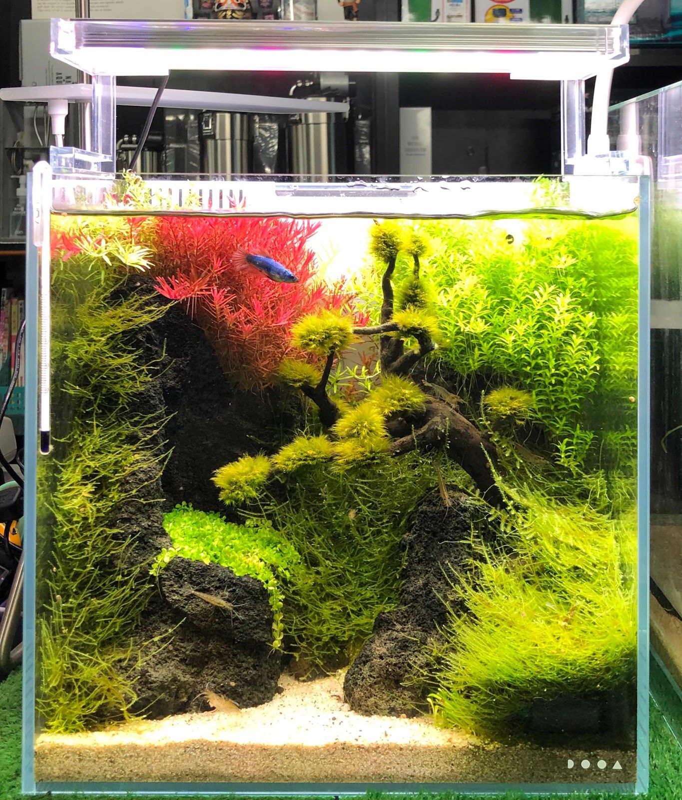 アクアテイク‐E ブログ: ゼンスイ新型LEDライト「nano LeviL WHITE