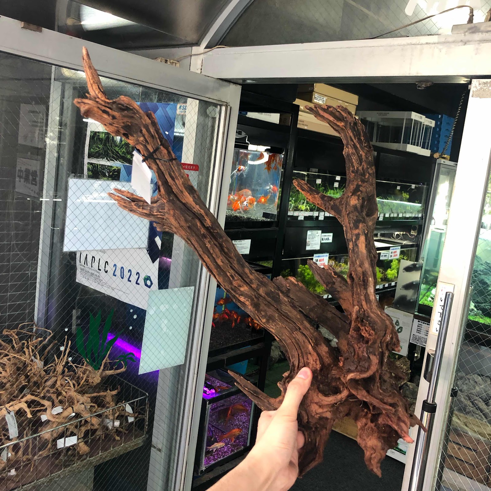 アクアテイク‐E ブログ: ADAホーンウッドXLサイズ等、流木各種入荷情報