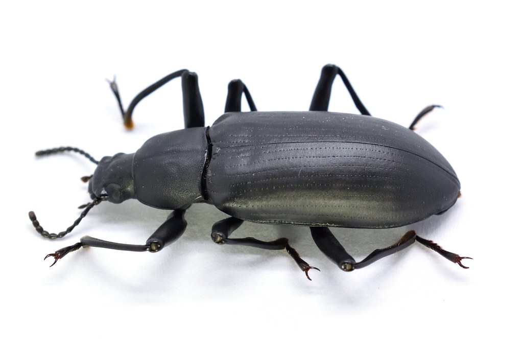 オーストラリア産ゴミダマ33mm