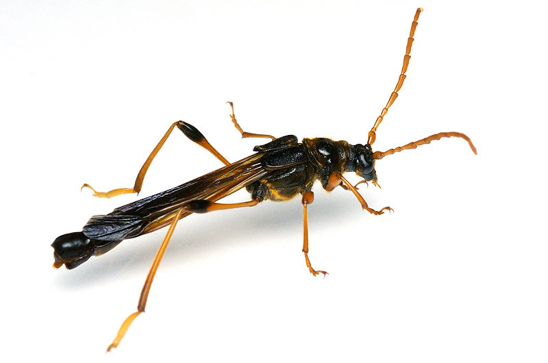 Necydalis gigantea gigantea | オニホソコバネカミキリ | Kohichiro