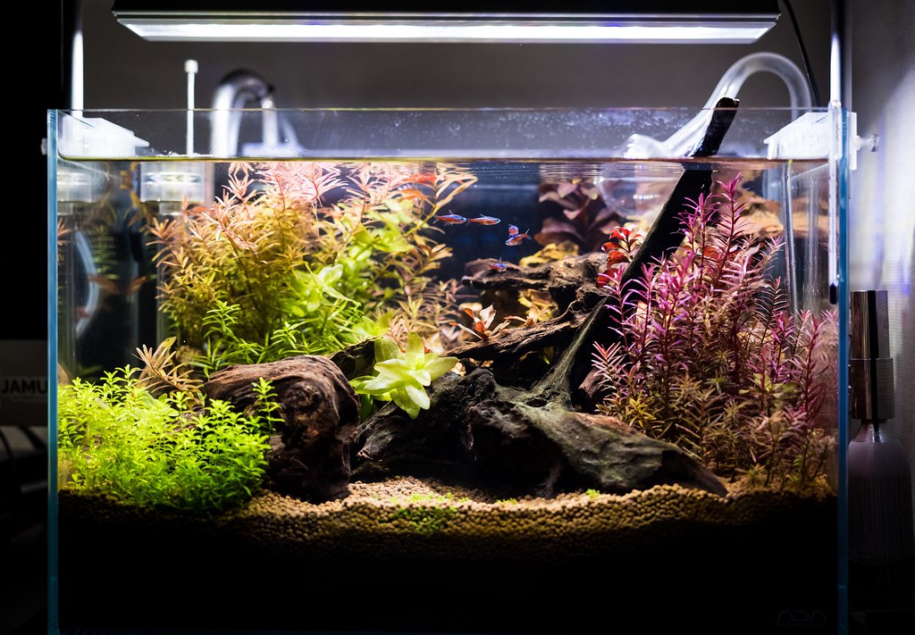 ADA キューブガーデン45