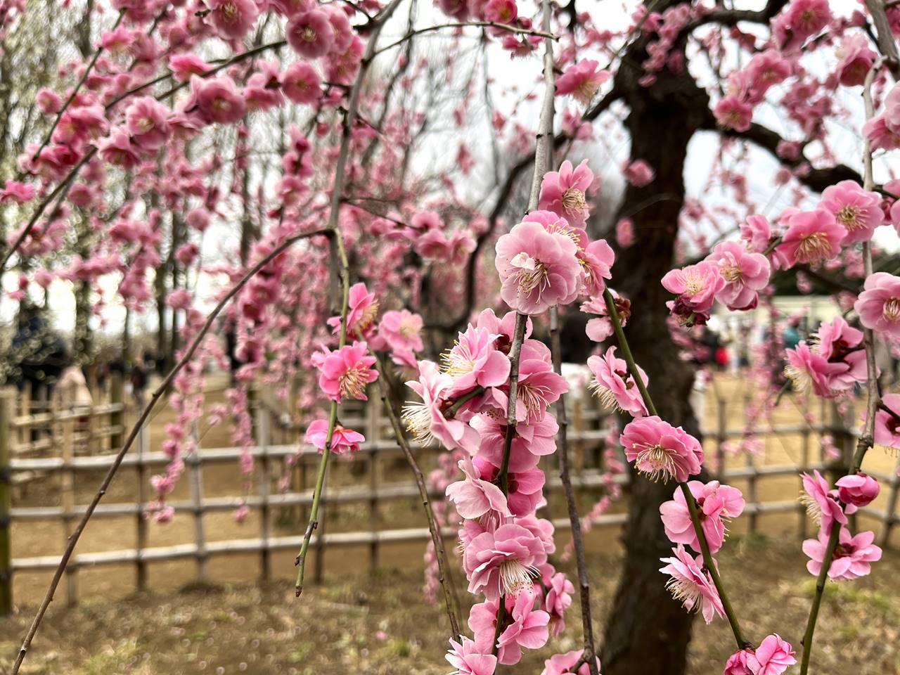 一枚板 衝立 木製彫刻 紅葉 梅の花 衝立 鳥と花精巧な
