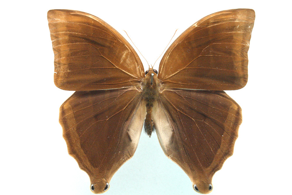 Amathusia phidippus phidippus (Linnaeus, 1763), male | Flickr