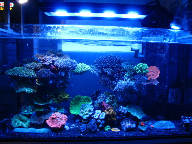 珊瑚水槽照明 LEDライト ブラックボックス PSE技術基準適合 プリズム