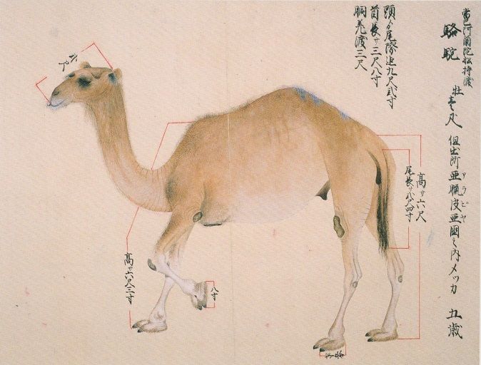 世界の駱駝（ラクダ）図柄の切手10種 うちモンゴルが4種 癒され