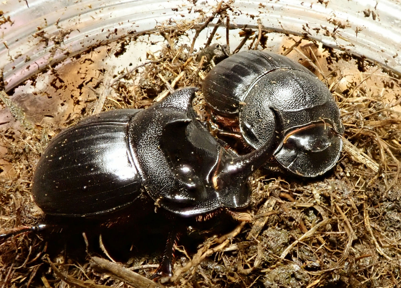 35mm】ピンポンタマオシコガネ 飛べないフンコロガシ オオニジ