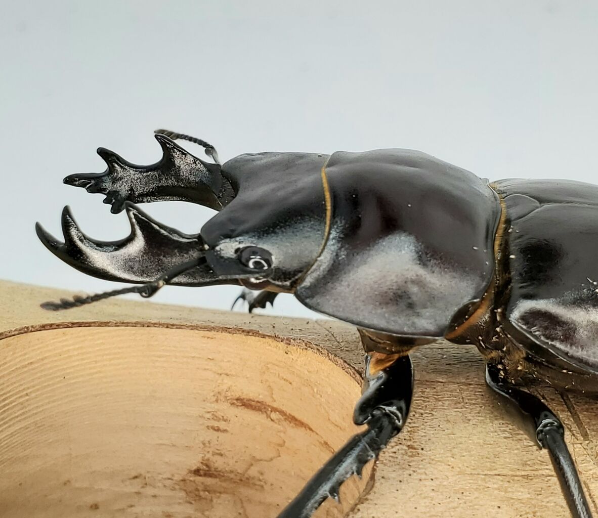 ヤエヤママルバネ 61mmup ペア ヤエヤママルバネ 61mmup ペア ヤエヤマ