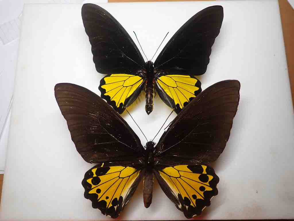 タミラナルリモンアゲハ（オス、インド・ニルギリ産） タミラナル