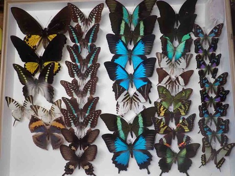 インセクトFan2022購入標本 : ばいおの採集日記