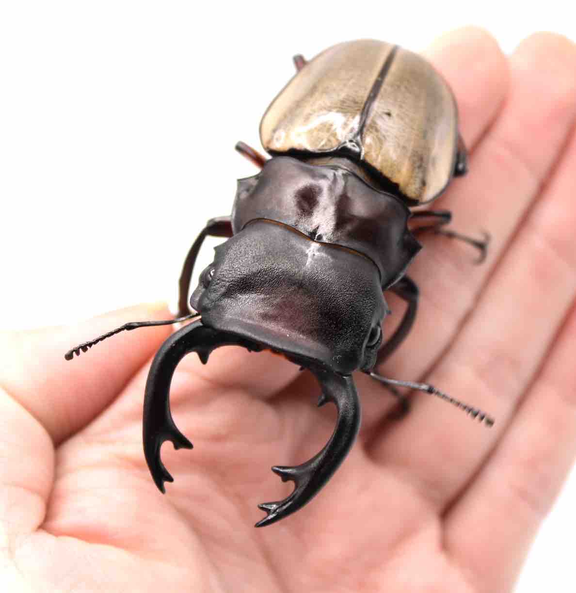 大型フェモラリスツヤクワガタ 原名亜種 【公式通販】