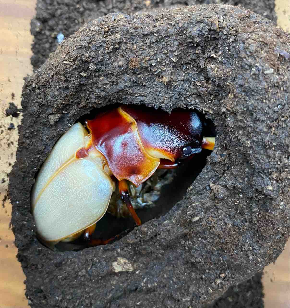 大型フェモラリスツヤクワガタ 原名亜種 【公式通販】