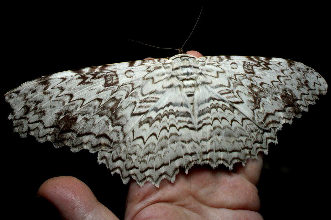 超巨大！ナンベイオオヤガ : ありんこ日記 AntRoom