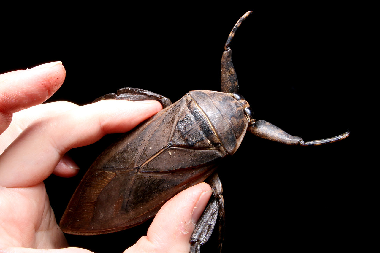 ボリビア産 ナンベイオオタガメ 94mm ボリビア産 ナンベイオオタガメ 94mm