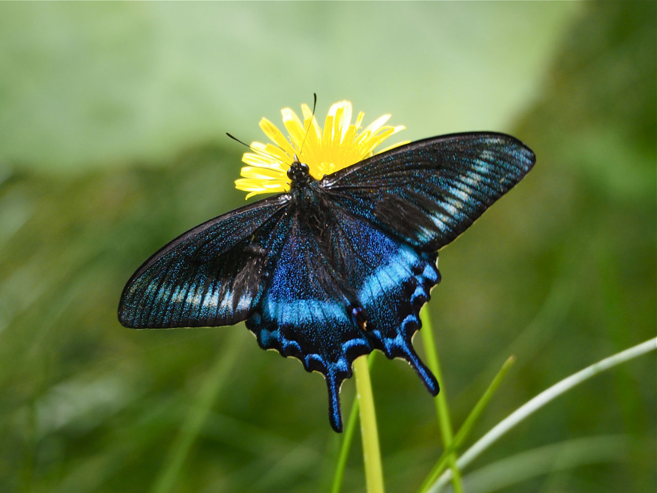 蝶標本 北海道産 極美麗ミヤマカラスアゲハ♂ 飼育品 完品 ⭐️マイコレ