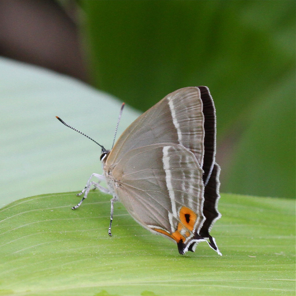 ハヤシミドリシジミ (ゼフィルス07) : 今日の一枚 しばたのブログ