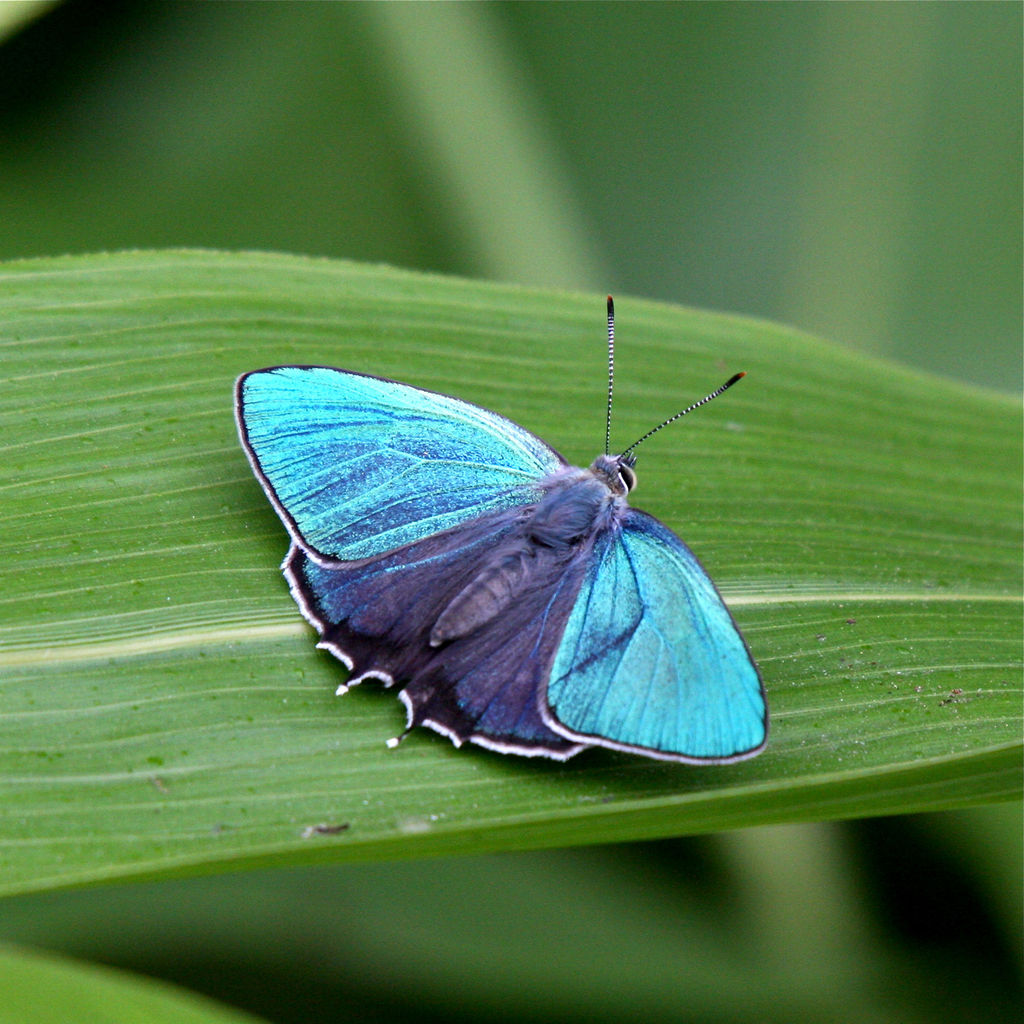 蝶の標本 ミドリシジミ ファボニウス オオミドリシジミ属 ジョウサン