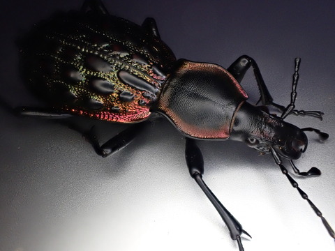 外国産オサムシ標本】全身緑のイボカブリモドキ/湖北省.恩施産/43mm 外