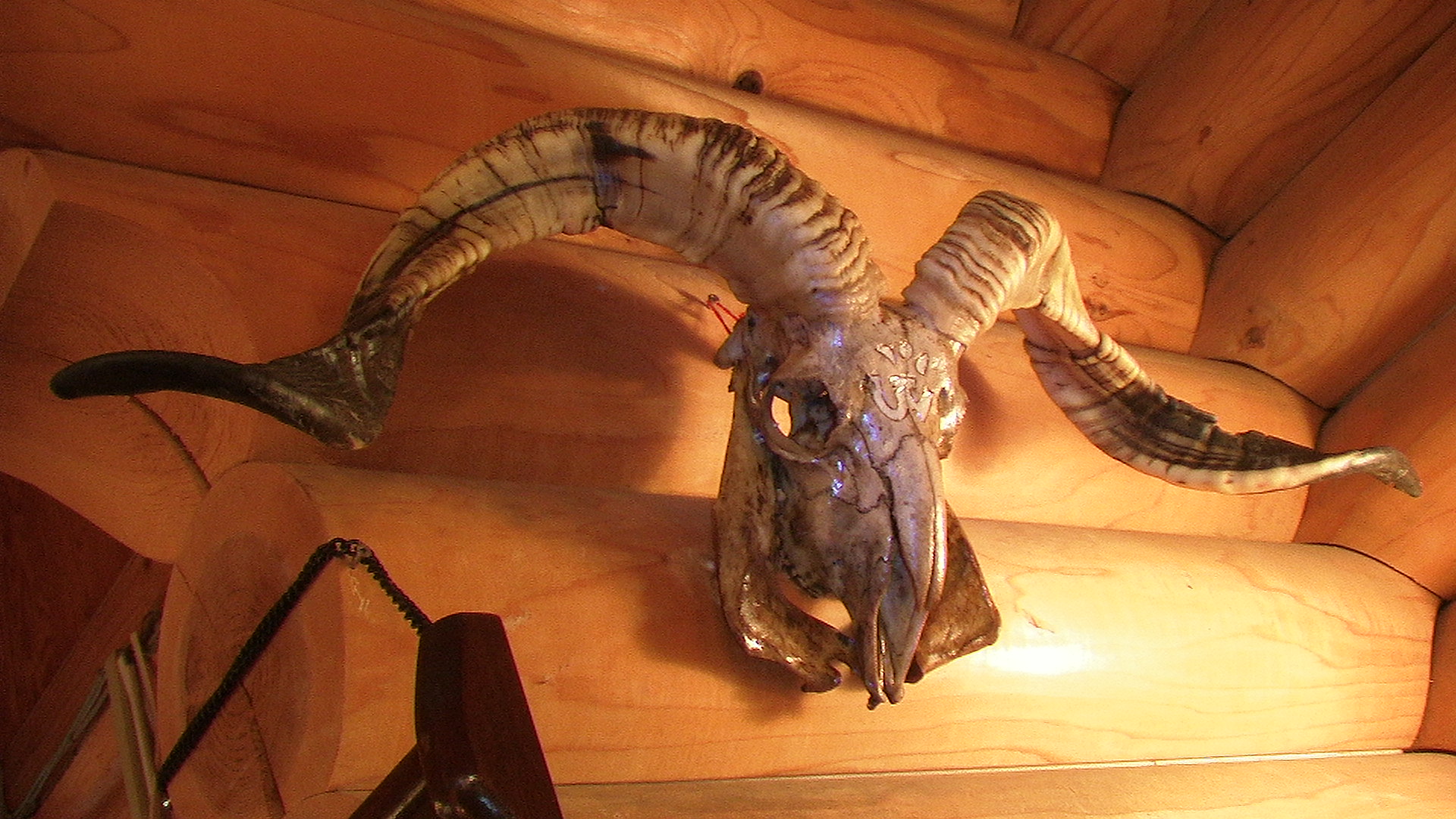 コルシカ島 雄羊の 頭蓋骨と角 ヒツジ・羊 骸骨スカル剥製壁掛け