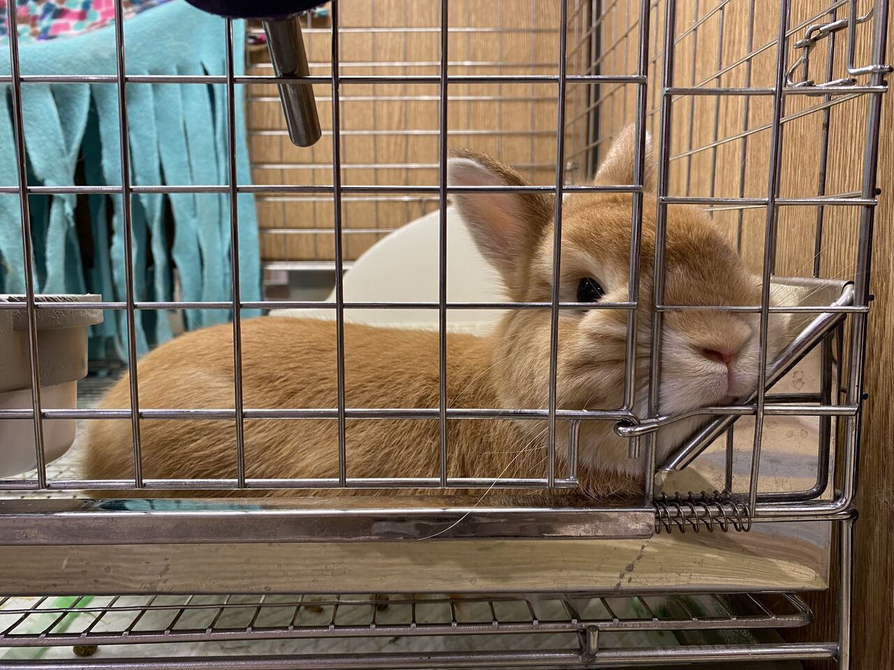 うさぎのしっぽ プロケージ60 シルバー