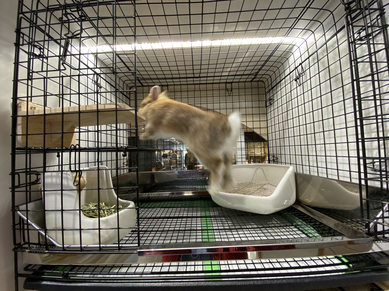 うさぎのしっぽ オリジナルケージ プロケージ 60 ブラック うさぎの