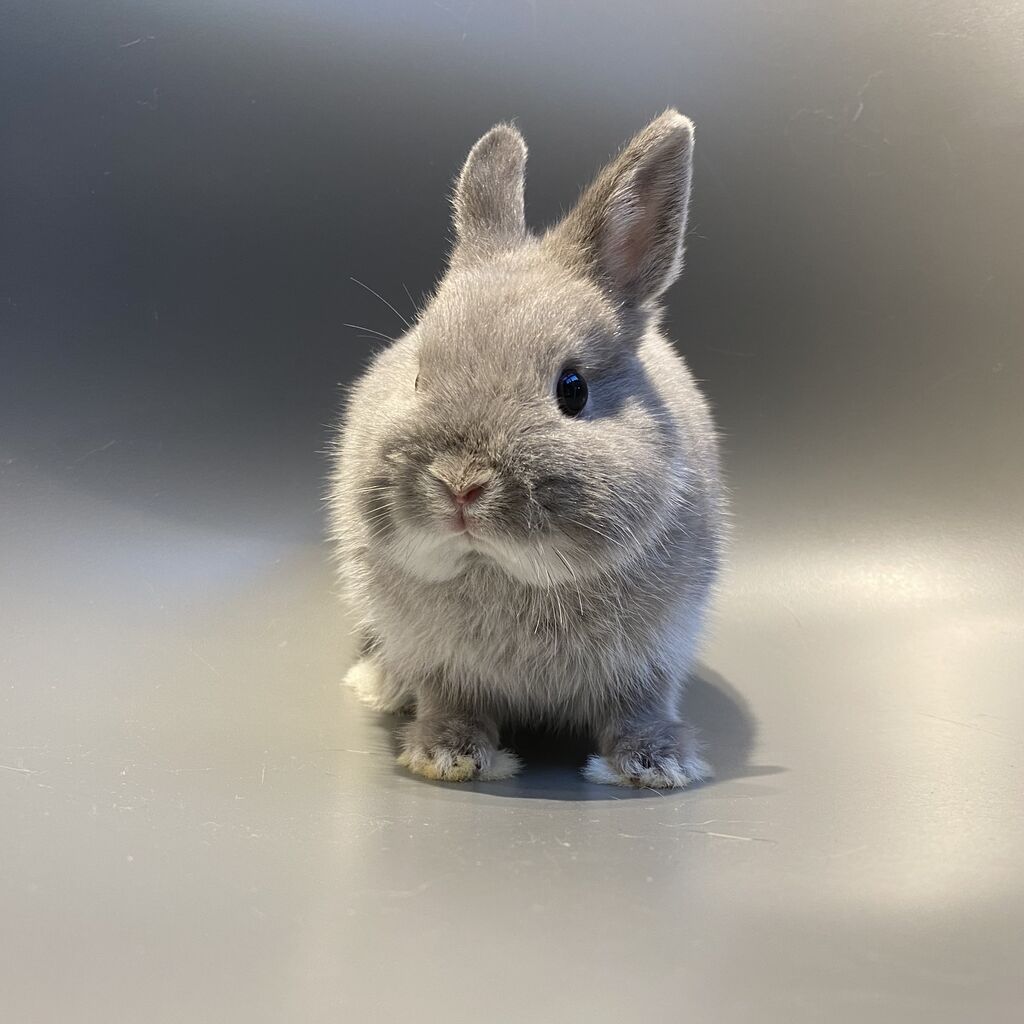 推しうさちゃん : うさぎブログ うさぎのしっぽ公式ブログ「日々しっぽ」