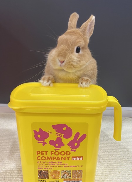 うさちゃんの食べ物の保管に！ : うさぎブログ うさぎのしっぽ公式