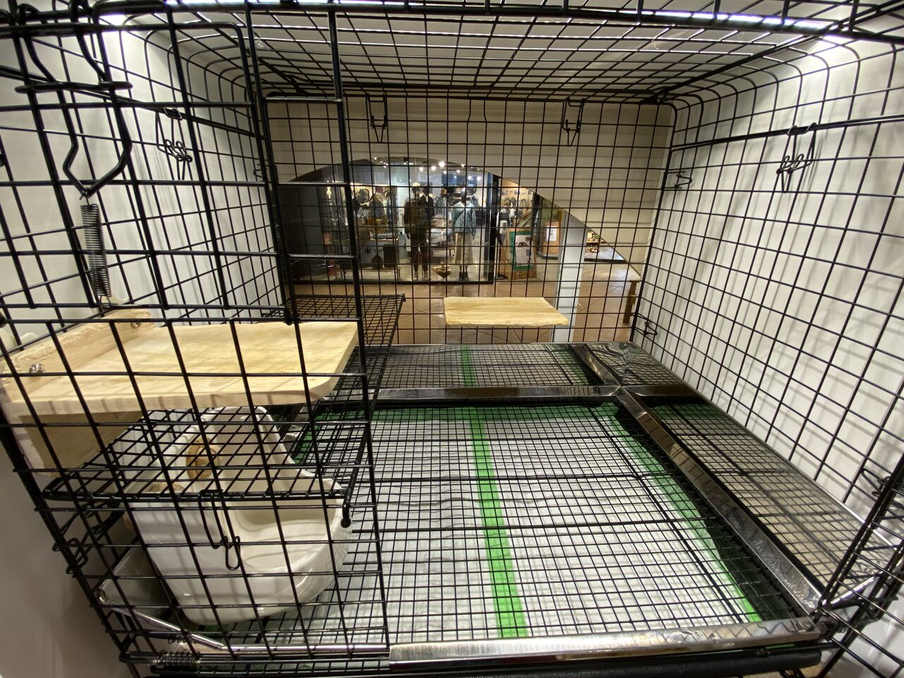 やんちゃうさぎ×プロケージ！ : うさぎブログ うさぎのしっぽ公式