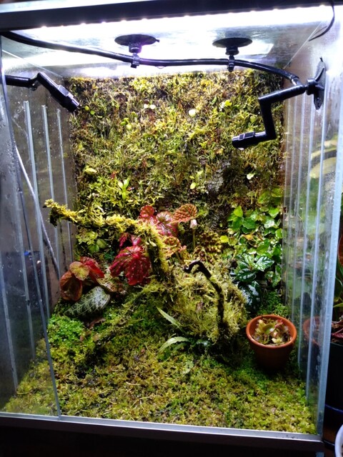 パルダリウム・テラリウム水槽600×300×360 一点商品！特注パルダリウム