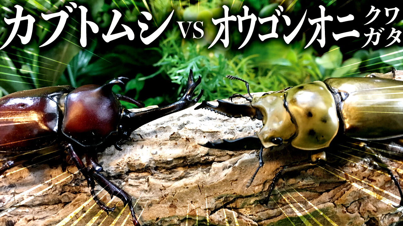 昆虫バトル】カブトムシvsババオウゴンオニクワガタ : クワガタ自己満ラボ