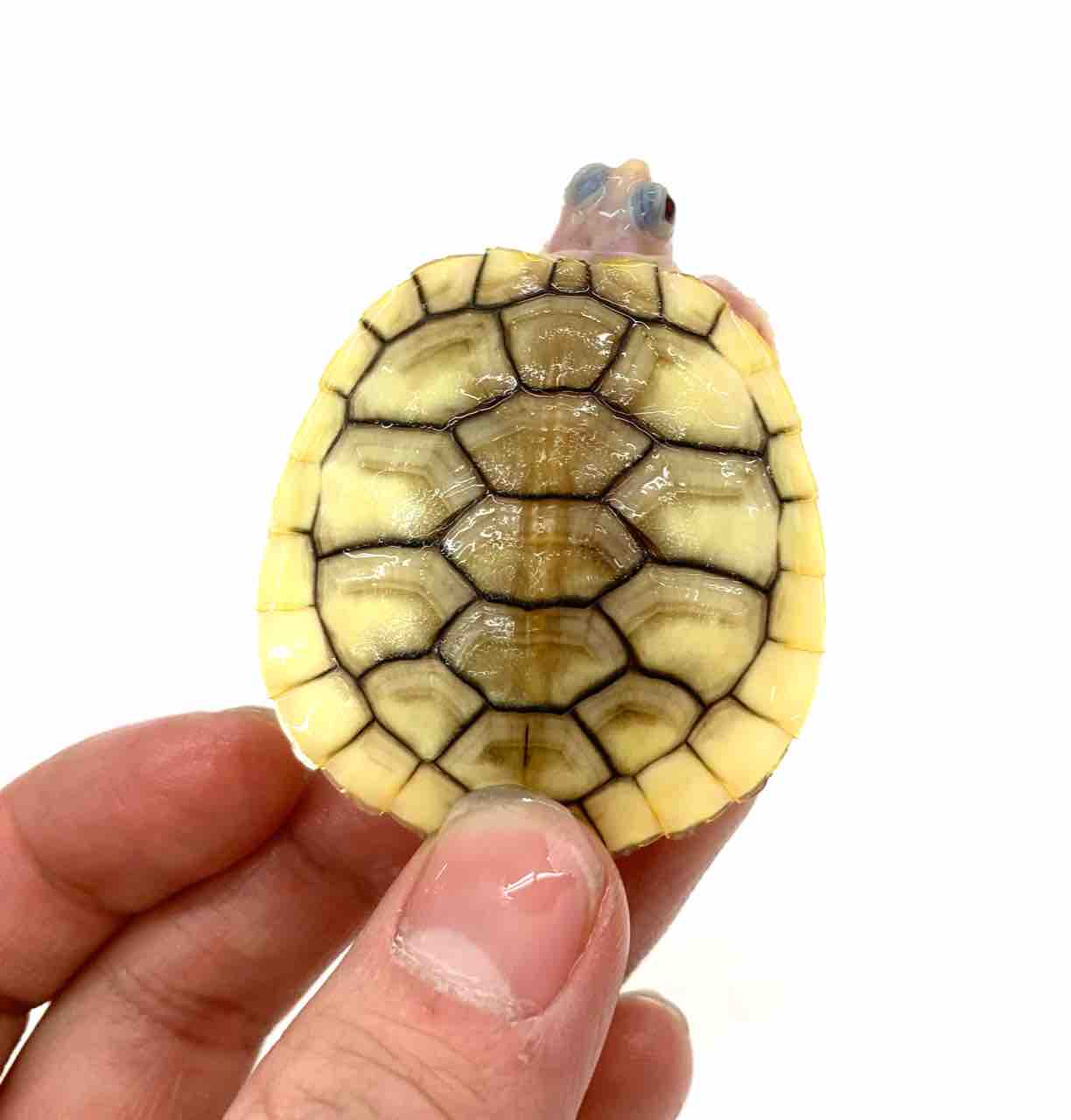 生体紹介！色変ミドリガメいろいろ〜 : 爬虫類倶楽部 J ジョイフル