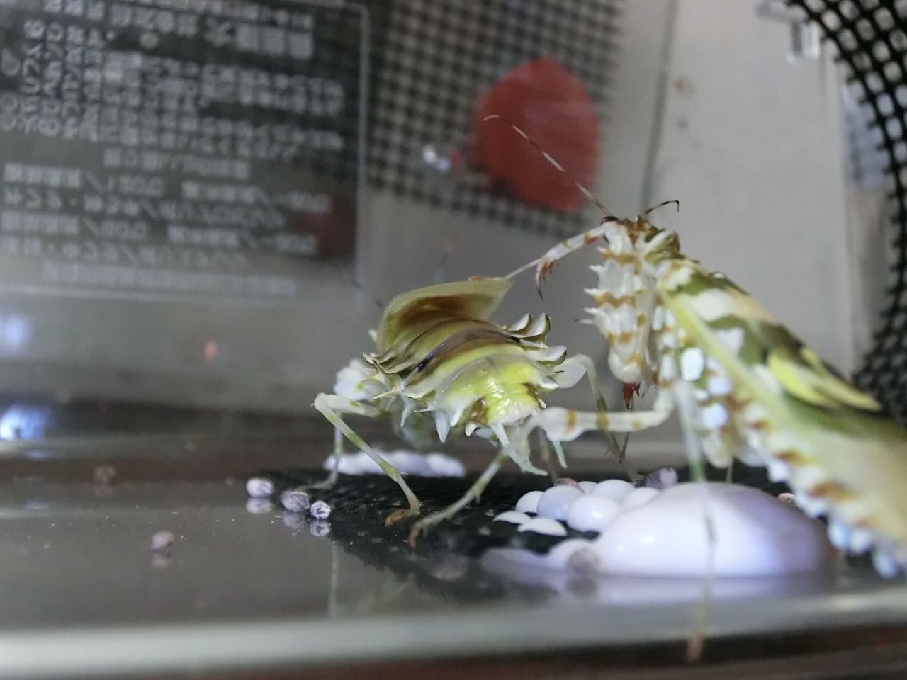 アフリカメダマカマキリ ペア 立体標本 アフリカメダマカマキリ ペア