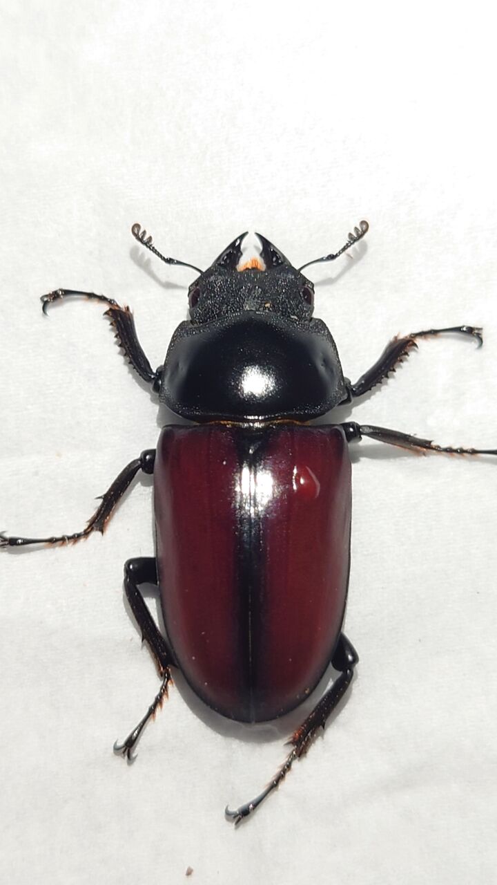 赤ドンキ （幼虫3頭） ドンキエルコクワガタ ドンキエル・ドンキエル