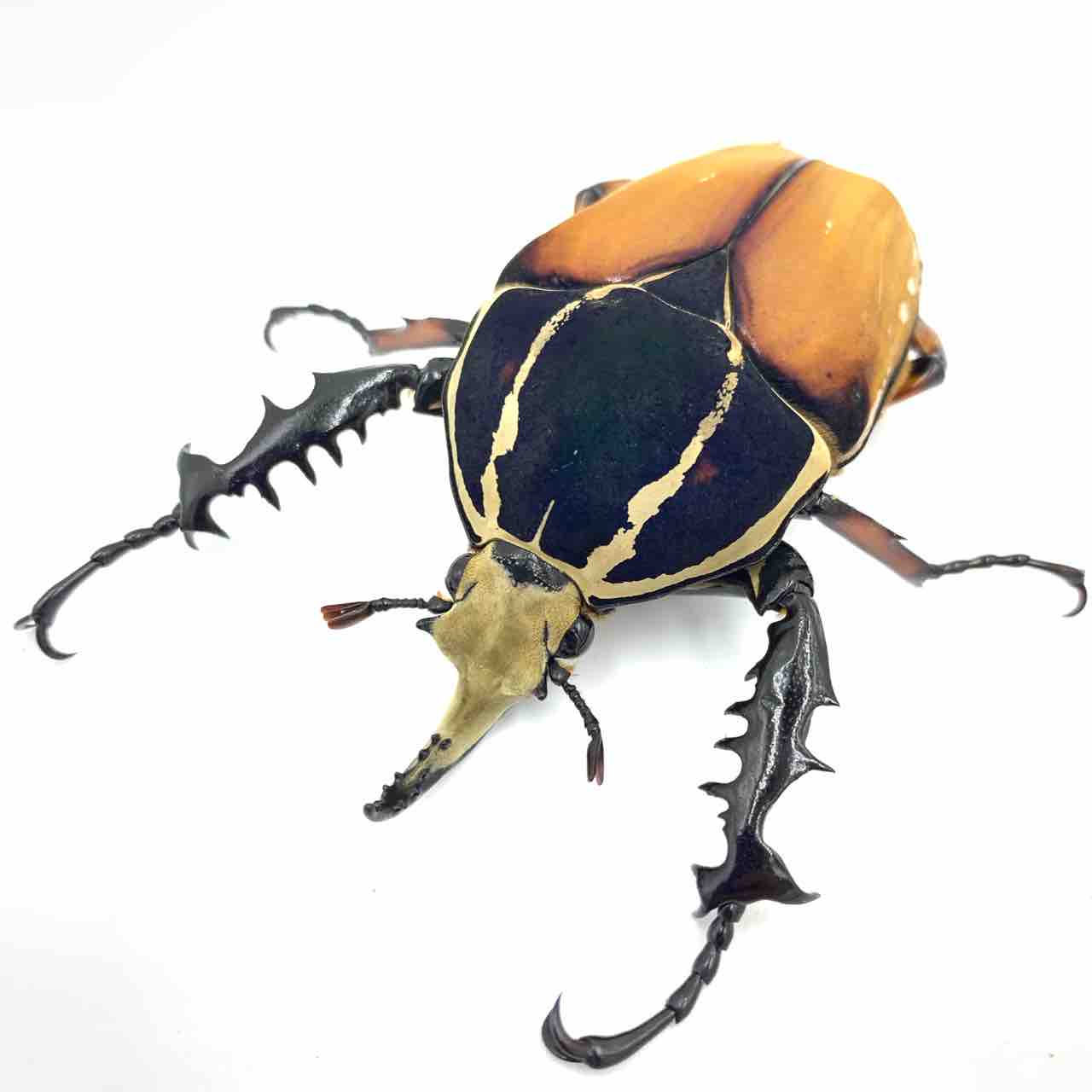 ウガンダオオツノハナムグリ 標本 73mm 濃青色美麗個体 ウガンダ