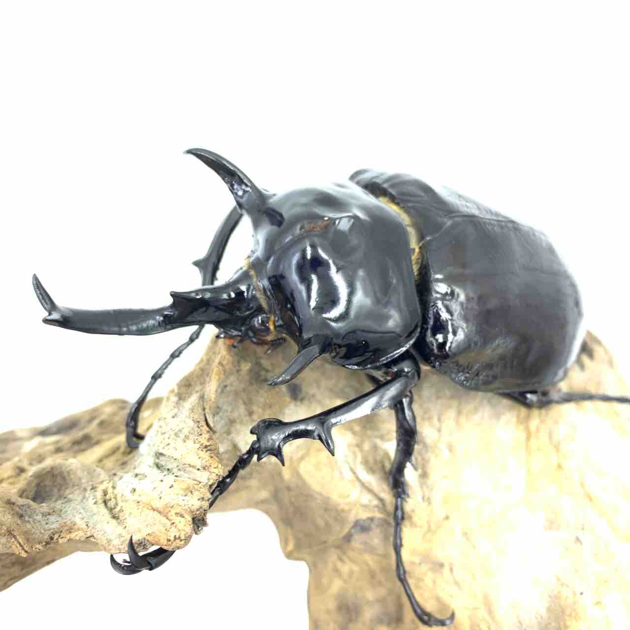 マルスゾウカブト(M,mars) 飼育開始 : GOKUSAISHIKI