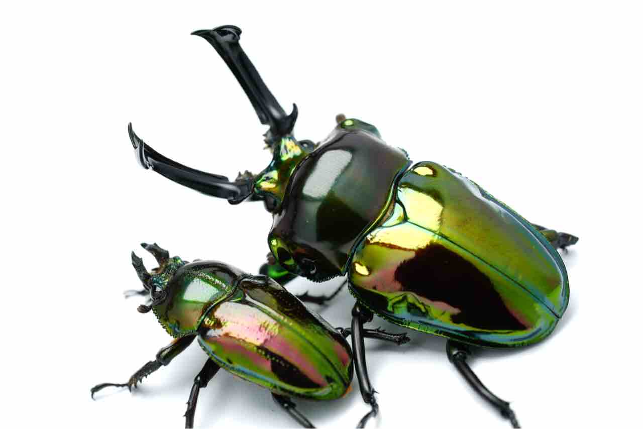 失敗しないニジイロ選び&｢本家ピカール血統｣の定義ガバガバ問題