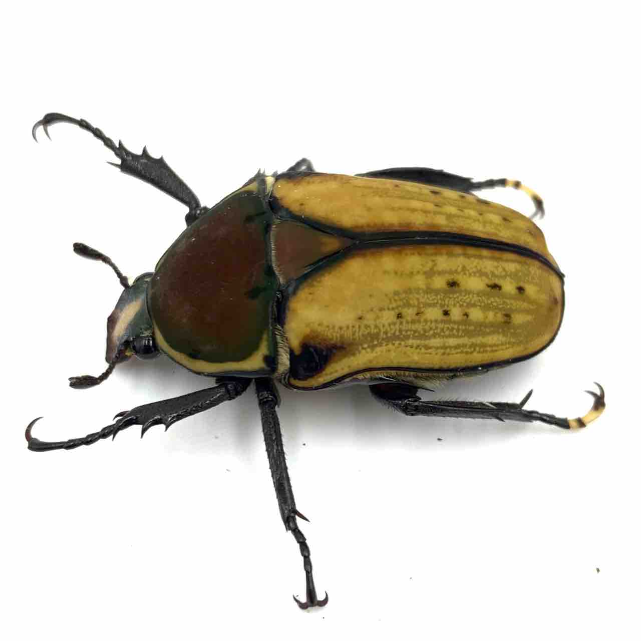 デュカリスサスマタカナブン 45mm デュカリスサスマタカナブン 45mm