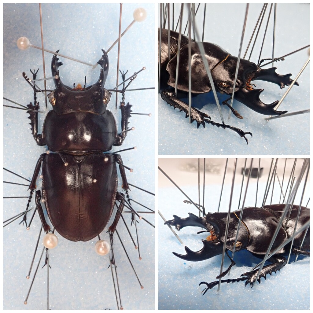 2020 西表島 ヤエヤママルバネ採集記 : NEOの虫採りはいじゃんぷ