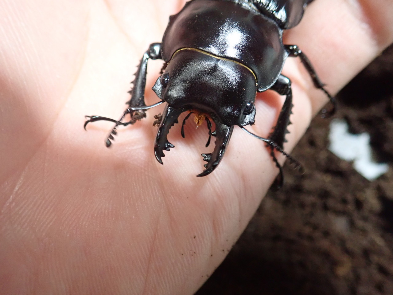 ヤエヤママルバネ1♂2♀(西表産) その2