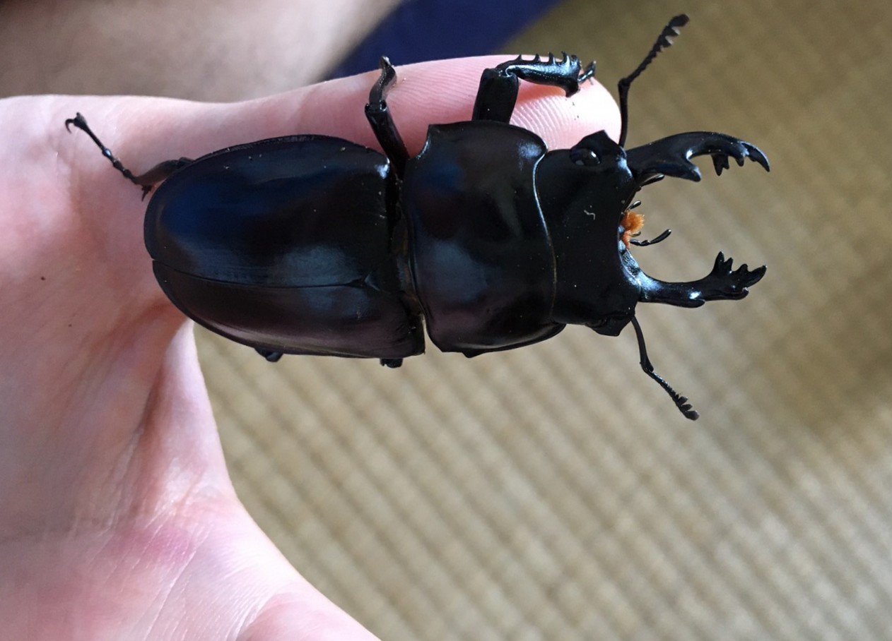 2020 西表島 ヤエヤママルバネ採集記 : NEOの虫採りはいじゃんぷ