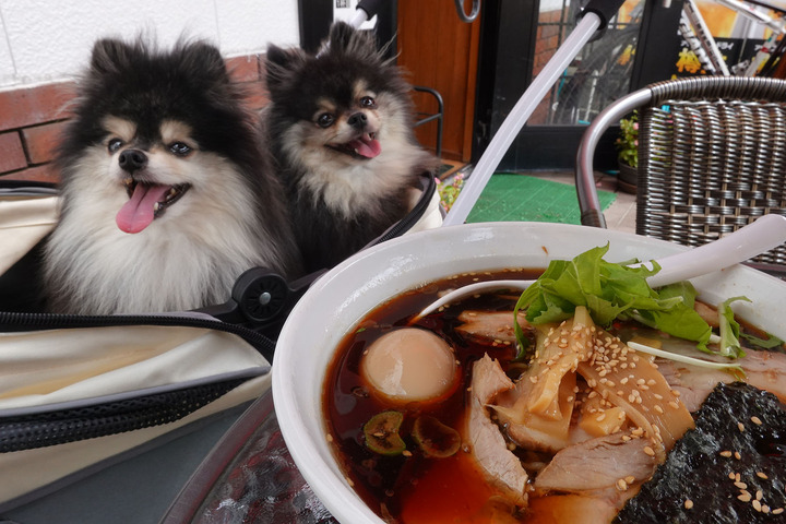 わんこ ON No Reserve: Original-Owner 1992 Kawasaki Ninja ZX-11 for