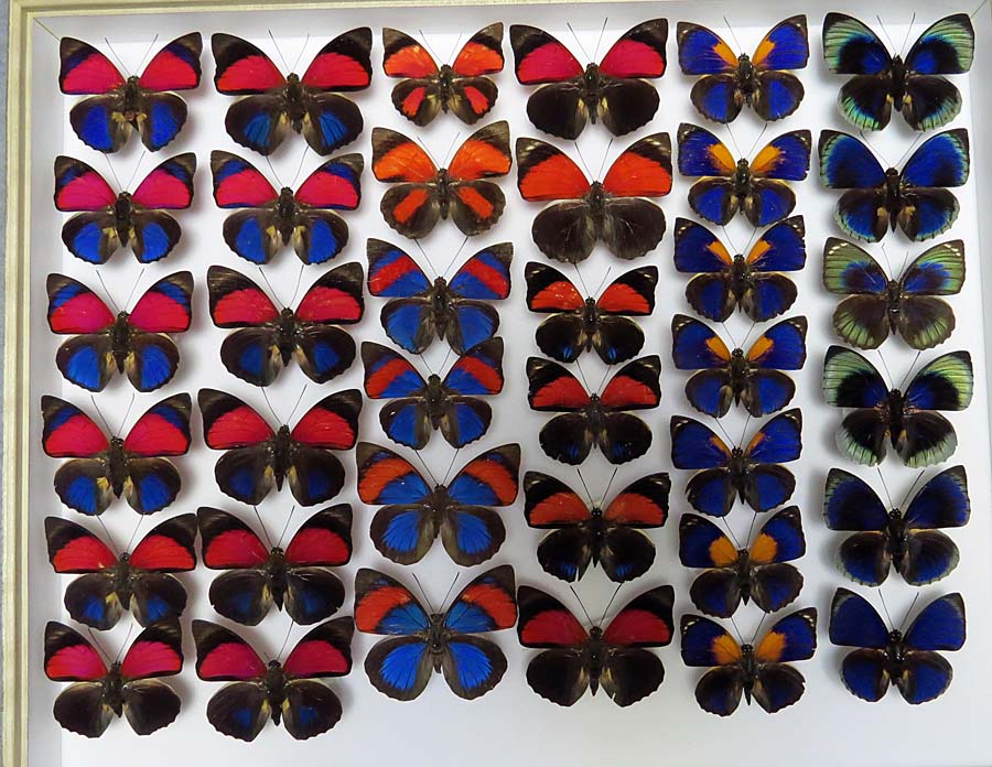 Agrias : 池沢 隆一 蝶・花の写真集