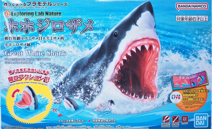 サメの歯 ホホジロザメ 絶滅種 特大 完全体 極美麗 65mm サメの歯