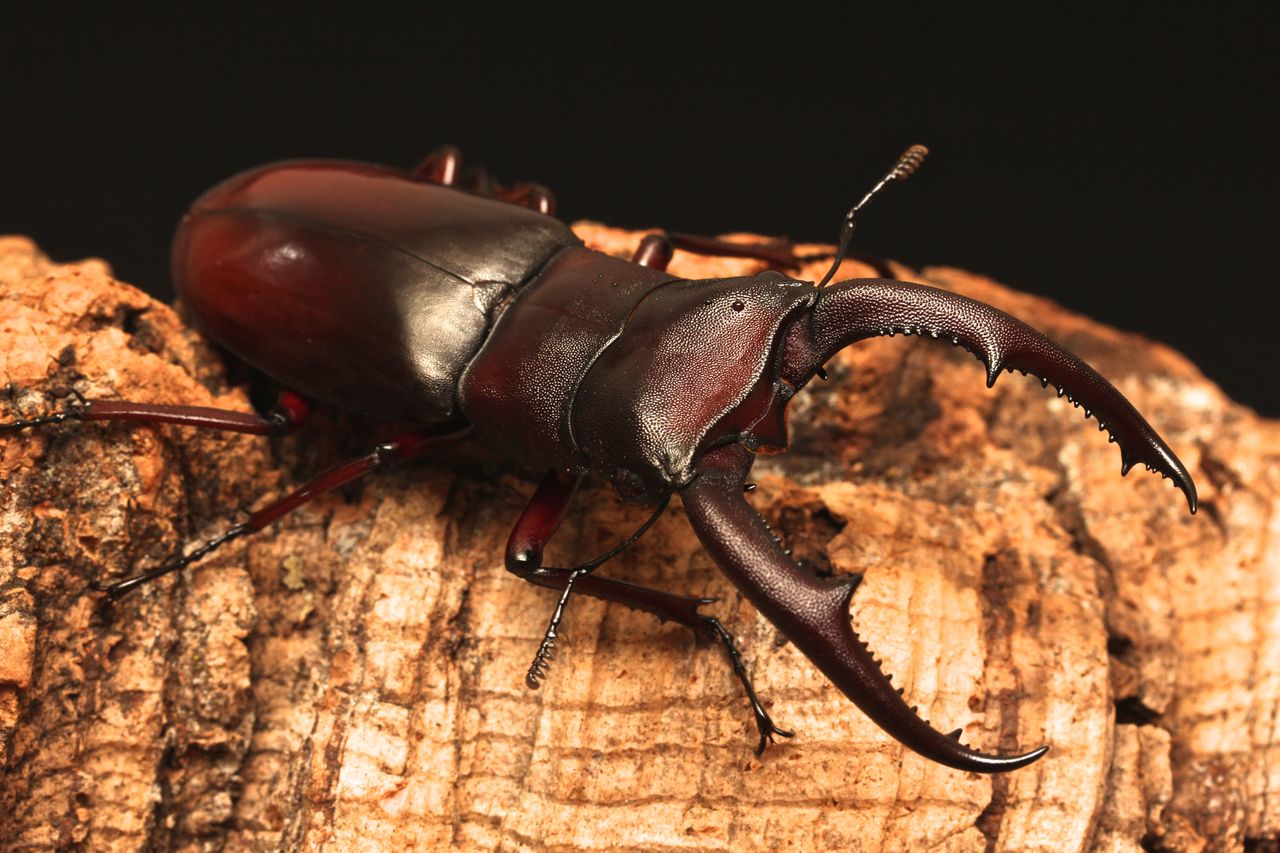 PSA10 マンディブラリスフタマタクワガタ ハイパーレア アダー完結編