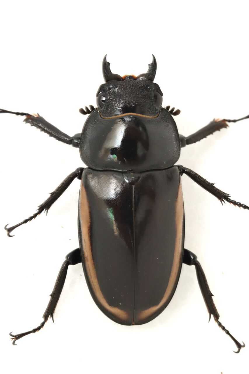 デキピエンスノコギリクワガタ飼育記 : オオカブトの部屋