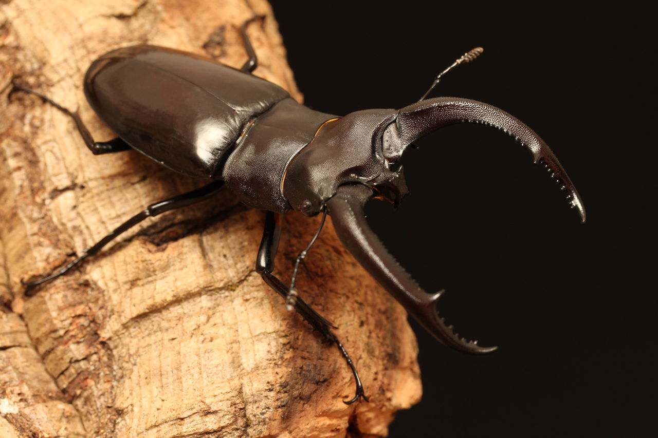 特大リノケロスフタマタクワガタ100アップペア 特大リノケロスフタマタ