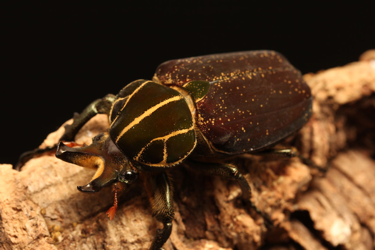 インカツノコガネ飼育記 : オオカブトの部屋