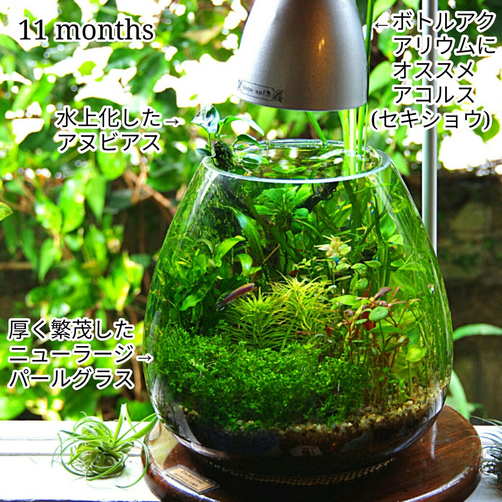 フードグラス ファッション Do!aqua ADA do aqua フードグラス ada